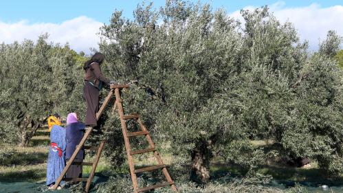 En Tunisie, la production d'huile d'olive biologique permet aux femmes de s'émanciper