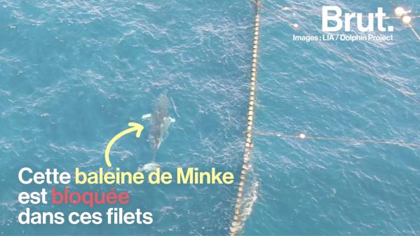 VIDEO. Au Japon, une baleine coincée depuis plus de 12 jours dans des filets de pêche