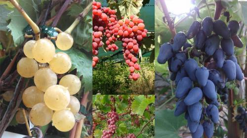 Jardin. Des raisins de table aux goûts très étonnants