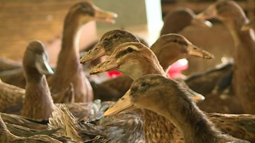 Dans les Landes, la grippe aviaire fait des ravages dans les élevages