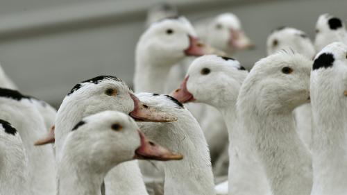 Grippe aviaire : le nombre d'élevages de canards touchés a doublé en une semaine, le gouvernement promet d'accélérer les abattages