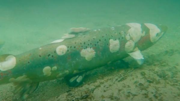 Environnement : les saumons migrateurs de retour dans les Pyrénées-Atlantiques