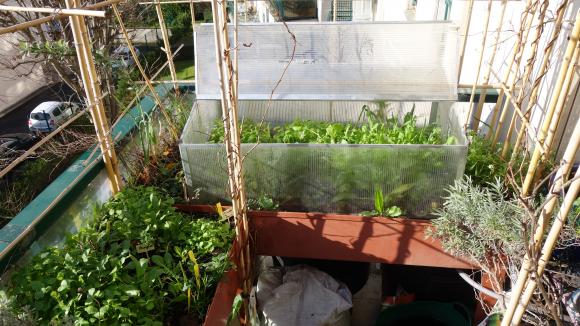 Même sur une petite surface, il est possible de cultiver de nombreux légumes feuilles en hiver.&nbsp;