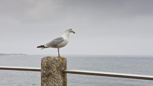 Le championnat du monde du cri de la mouette passe au digital