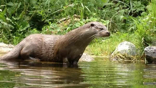 franceinfo junior. Quels animaux sont menacés de disparition ?