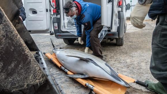 Des membres du centre Pelagis ramassent un dauphin échoué sur une plage près des Portes-en-Ré (Charente-Maritime) le 7 janvier 2021