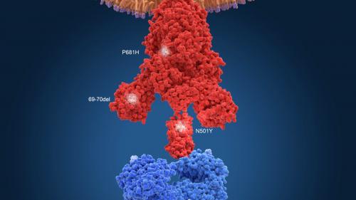 Coronavirus : les variants font craindre le pire