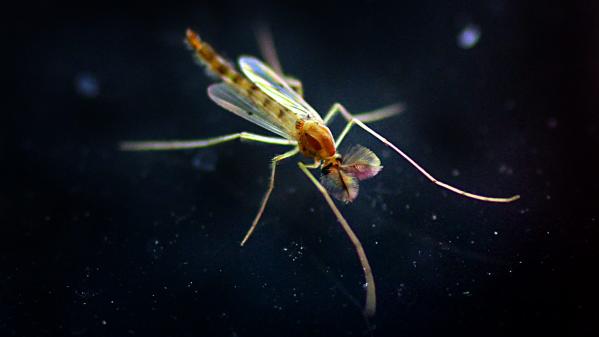 Biodiversité : l'Académie des sciences lance l'alerte sur le déclin des insectes