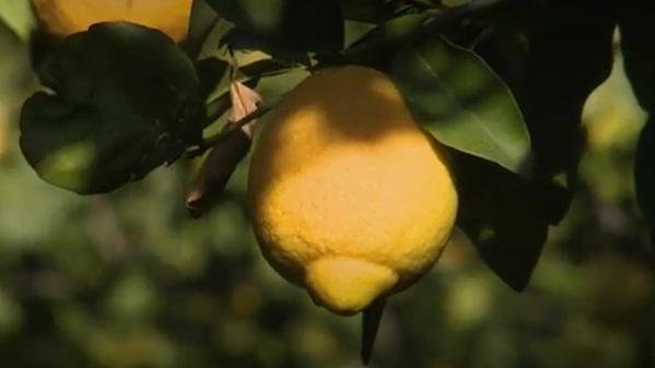 Côte-d'Azur : à la rencontre des producteurs de citrons