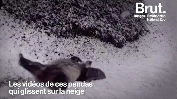 VIDEO. L'envers du décor des pandas qui jouent dans la neige à Washington