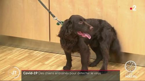 Covid-19 : en Allemagne, des chiens entraînés pour détecter le virus