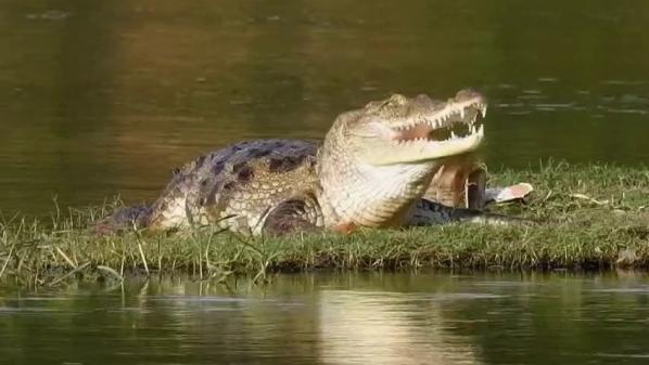 Inde : dans un village de l'ouest, les habitants cohabitent avec les crocodiles