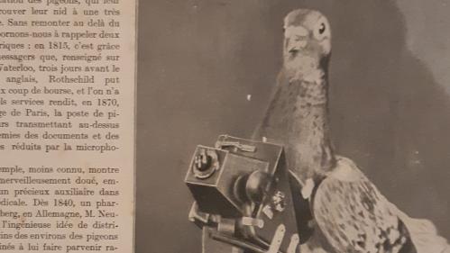 À l'ère des drones, l'armée française entretient aussi des pigeons militaires