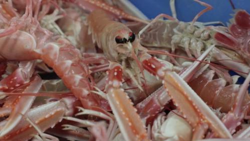 Bretagne : la langoustine du Guilvinec s'arrache sur les étals