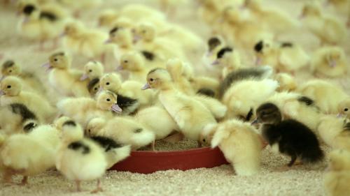 Grippe aviaire : la Confédération paysanne du Béarn attaque les mesures d'abattage préventif d'animaux sains