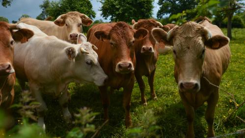 Alimentation : la filière viande se réinvente grâce au circuit court