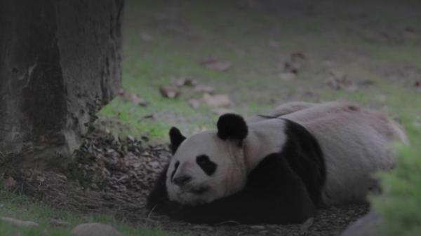 Zoo de Beauval : même en période de fermeture, la vie continue dans le parc