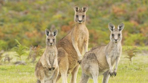 La plus ancienne oeuvre d'art pariétal australienne est un kangourou peint il y a 17 000 ans par des aborigènes