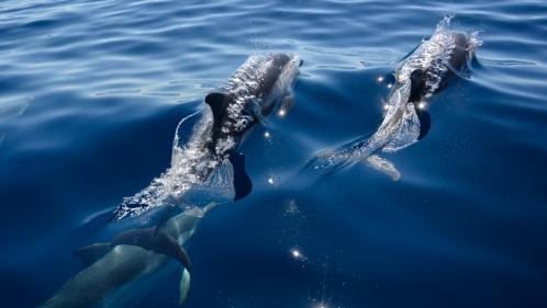 Une centaine de dauphins retrouvés morts au large du Mozambique