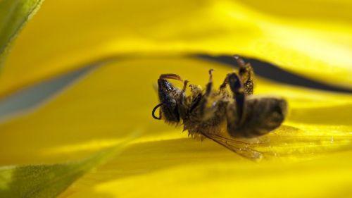 Abeilles empoisonnées au pesticide en Ariège : l'apiculteur remporte son combat contre BASF