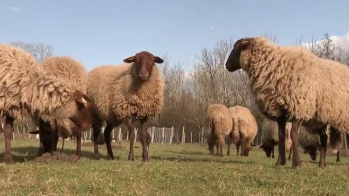 Environnement : près de Reims, des bergers développent l'éco-pâturage à l'aide de leurs moutons