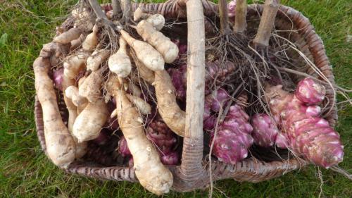 Jardin. Cultiver le topinambour au jardin et en pot