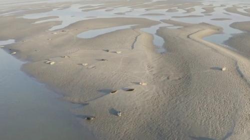 Découverte : les espèces protégées de la baie de Somme