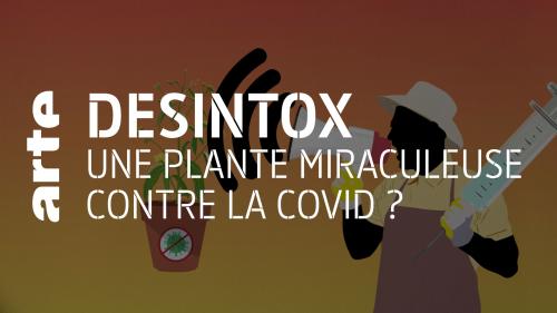 Désintox. Il n'est pas prouvé que l'herbe à pic soit efficace contre la Covid-19