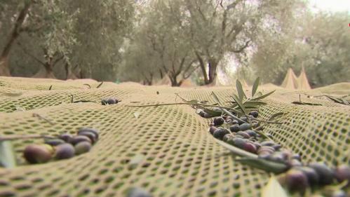 Agriculture : une récolte prometteuse pour l'huile d'olive de Nice