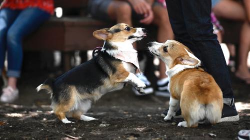 Royaume-Uni : en pleine tempête pour la monarchie, Elizabeth II s'entoure de deux nouveaux corgis