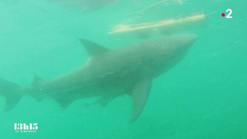 VIDEO. La Réunion : comment fonctionnent les dispositifs électriques anti-requin pour protéger les surfeurs des attaques