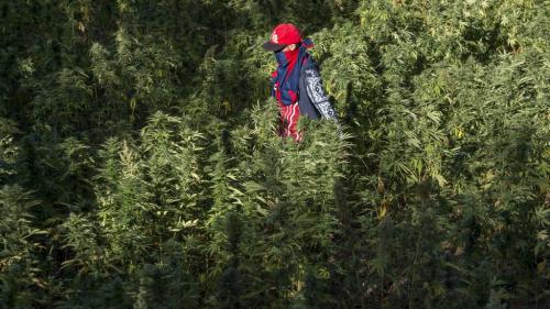 Le Maroc veut légaliser le cannabis thérapeutique