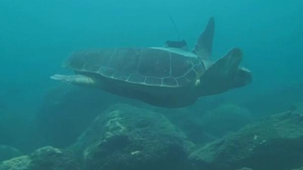 Madagascar : 19 personnes dont neuf enfants décèdent après avoir mangé une tortue de mer