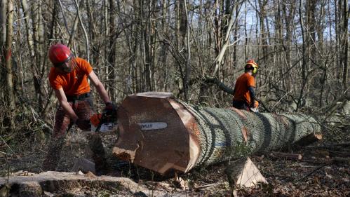 Journée internationale des forêts : le métier parfois incompris des agents de l'ONF, 