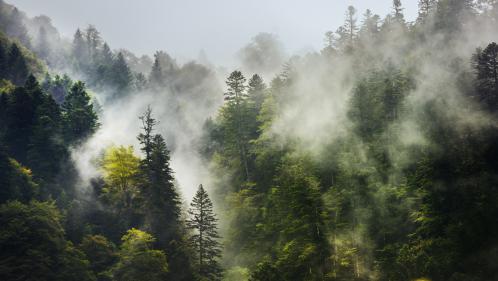 C'est mon week-end. Promenons-nous dans les bois !