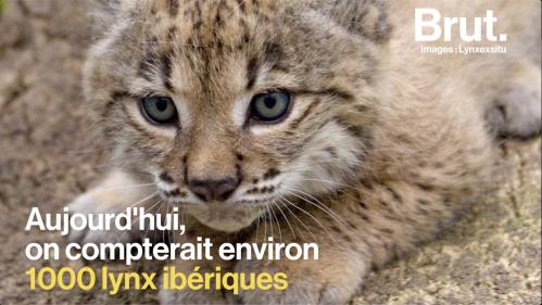 VIDEO. Plus de lynx, moins de déforestation en Indonésie... 5 bonnes nouvelles pour la planète