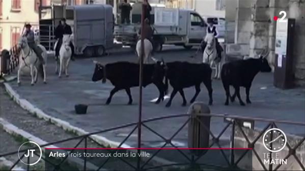 Arles : trois taureaux s'échappent, une femme blessée