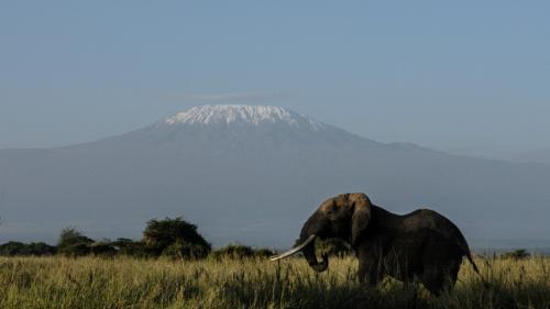 Afrique : l'éléphant de forêt menacé d'extinction