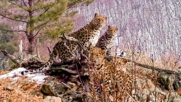 VIDEO. En Russie, de rares images d'une femelle léopard de l'Amour et ses petits