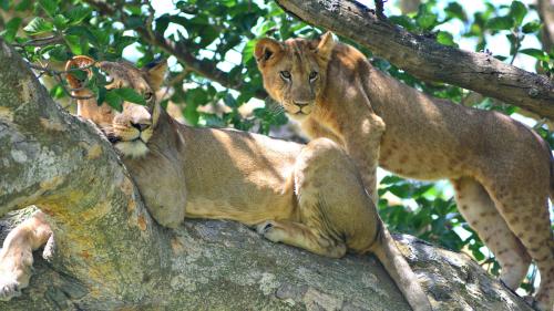 En Ouganda, six lions 