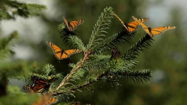 Mexique : à la découverte d'un endroit où les papillons sont rois