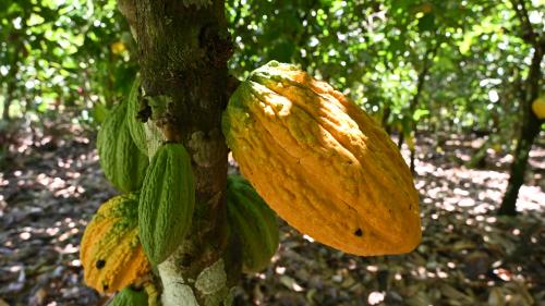 Prix du cacao en forte baisse : 