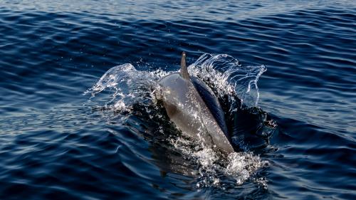 Une soixantaine de dauphins et de nombreux poissons se sont mystérieusement échoués sur des plages du Ghana