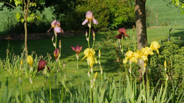 Jardin. Des centaines de plantes belles et comestibles