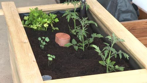 Un bac potager autofertile pour faire pousser des légumes chez soi (même en appartement)