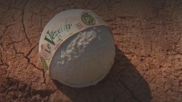 Yonne : la renaissance du Vézelay, un fromage de chèvre oublié