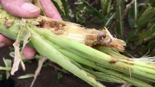 Cinq choses à savoir sur la chenille légionnaire, cet insecte ravageur qui inquiète les agriculteurs calédoniens