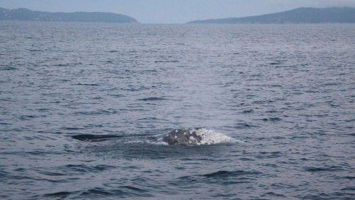 Du Maroc à Naples, Antibes et Bormes-les-Mimosas l'incroyable périple d'une jeune baleine grise perdue en Méditerranée