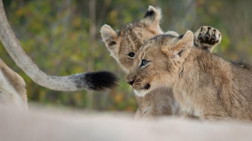 Afrique du Sud : vers l'interdiction de l'élevage de lions en captivité pour la chasse