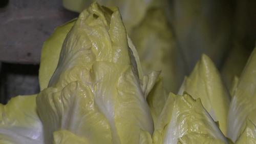 Belgique : l'endive inscrite au patrimoine culturel, au grand dam des producteurs français